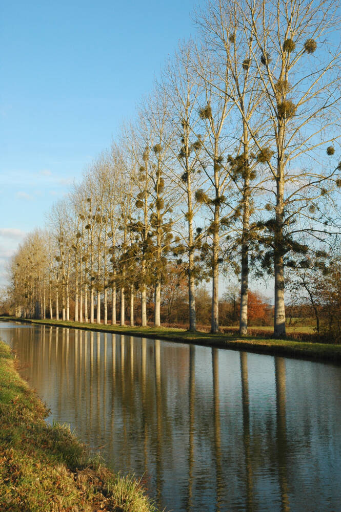 ARBRES CANAL - Rives du Morvan Tourisme