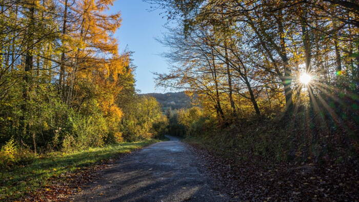 Foret automne - Rives du Morvan Tourisme