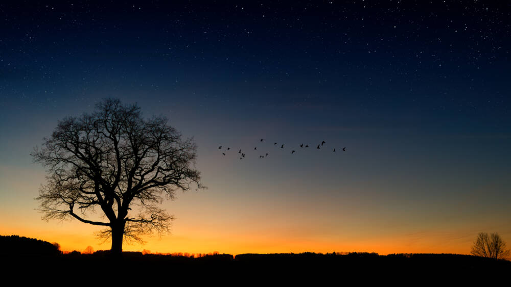 silhouette photography trees - Rives du Morvan Tourisme