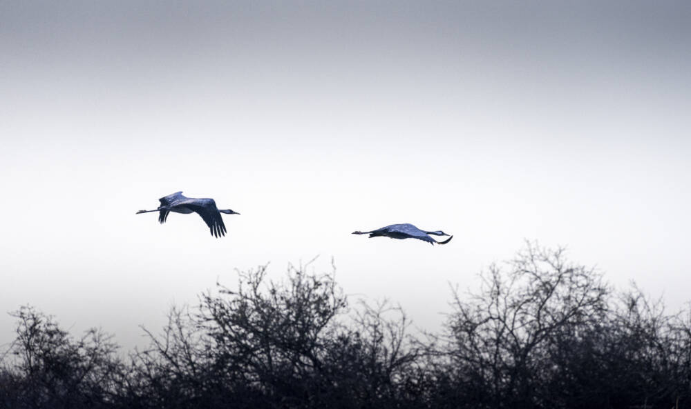 grues cendrees thareau - Rives du Morvan Tourisme