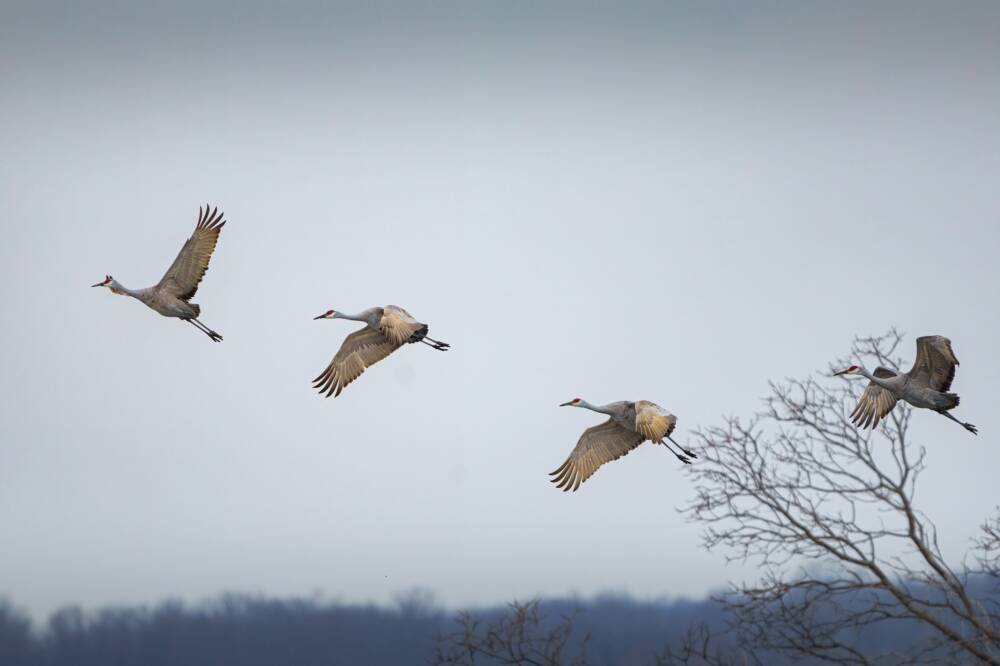 Grues Cendrees - Rives du Morvan Tourisme